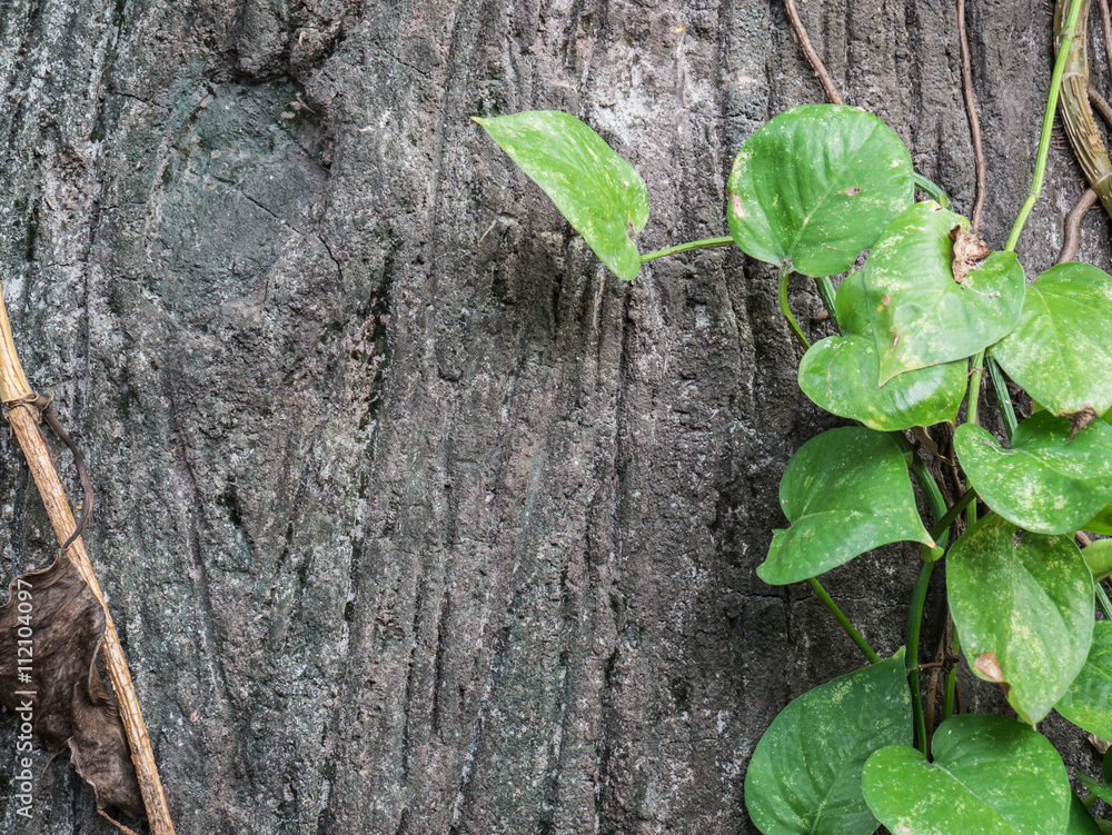 green vine grow up full the old wood for background texture