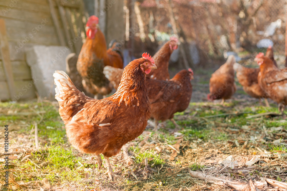 Fototapeta premium hen on the farm