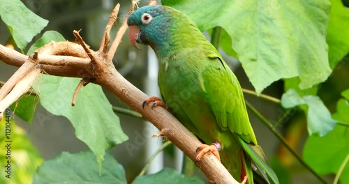 4K Blue Crowned Conure Birds, South America Jungle