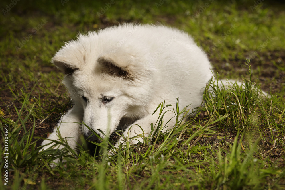 Four months old Swiss white sheppard puppy playing Four months old Swiss white sheppard puppy playing