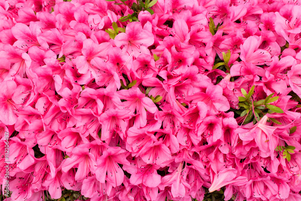 美しいピンク色の花のサツキツツジ