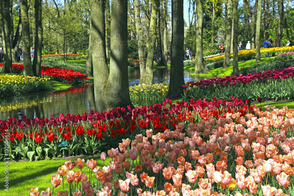 Multicolored tulips in spring, Netherlands