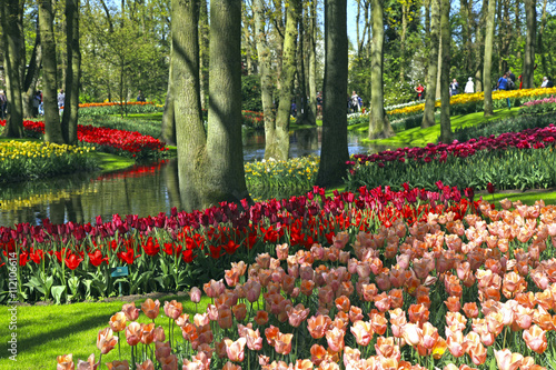 Photography Multicolored tulips in spring, Netherlands