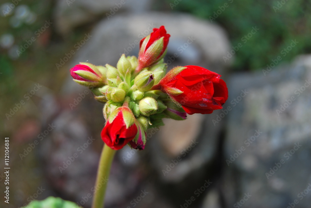 Rote Geranien - Pelargonien - Blütenknospen