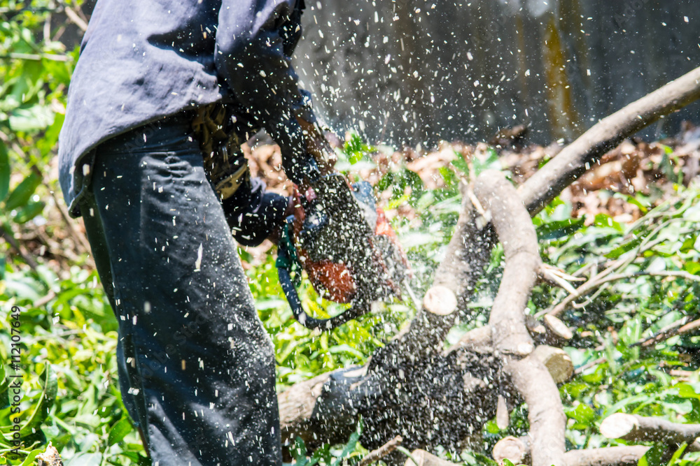 Obraz premium man uses chainsaw cut the tree