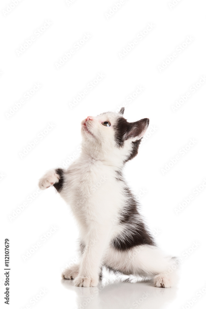 Obraz premium Small kitten