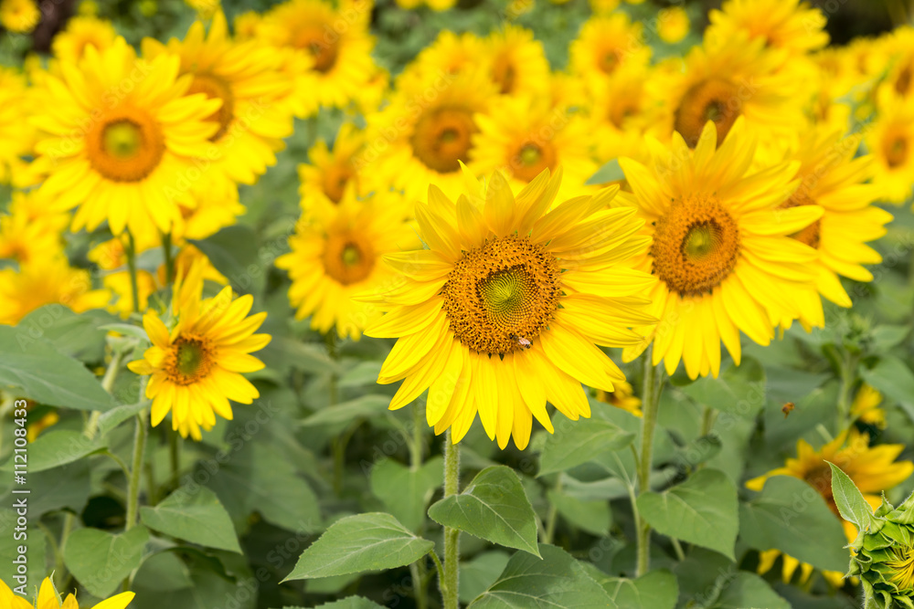Sunflower field Sunflower field
