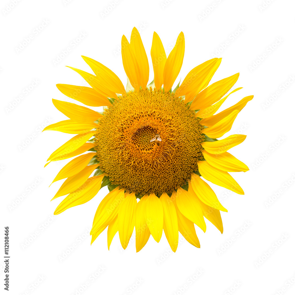 Obraz premium Sunflower isolated on white background