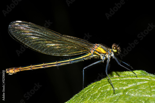 Banded demoiselle (Calopteryx splendens) female. Damselfly with dark band across centre of wings and metallic blue-green body, in the family Calopterygidae photo