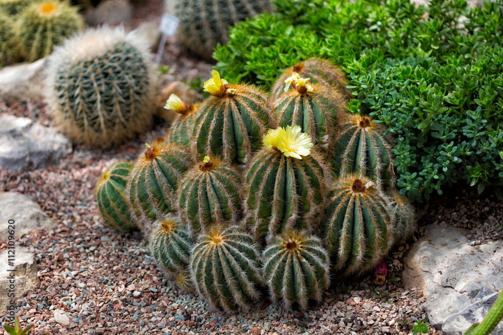 Obraz premium Blossoming Parodia cactuses with yellow flowers