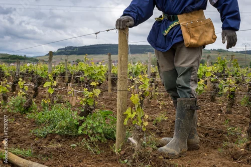 Obraz réparation fil des vignes