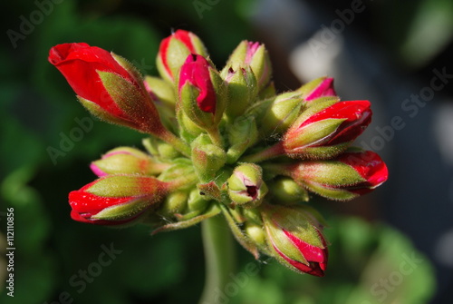 Rote Geranien - Pelargonien - Blütenknospen