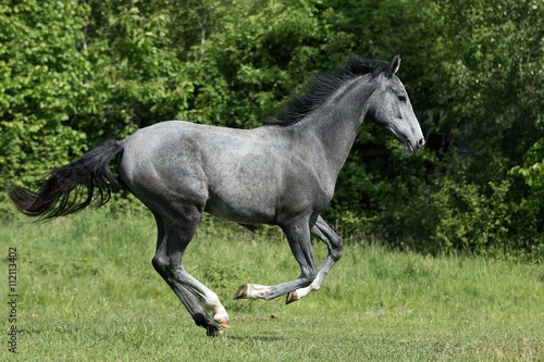 Gray foal galloping on the green meadow