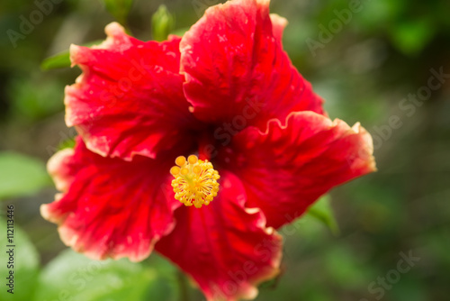 Blossoming red flower Hibiscus