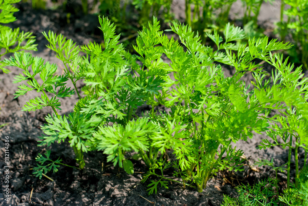 Young green leaves of carrots grown in the garden Young green leaves of carrots grown in the garden