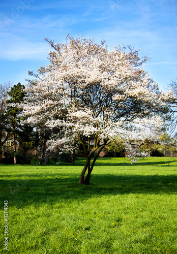 Cherryy Blossom Tree