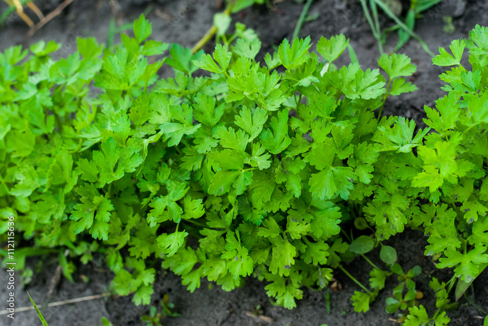 Tasty and healthy parsley grown on their own Tasty and healthy parsley grown on their own