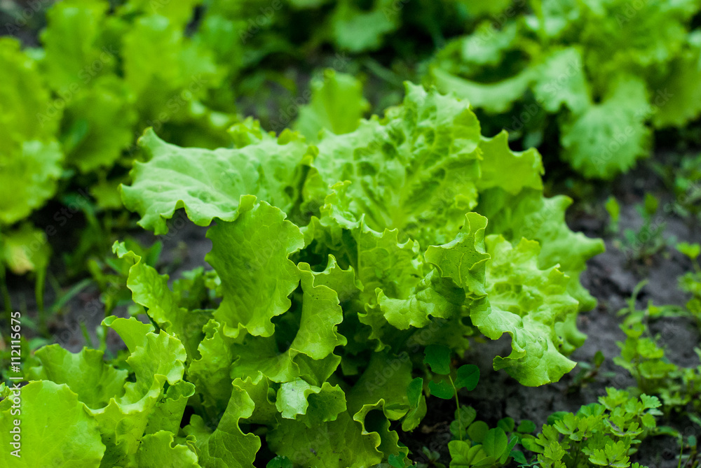Beautiful lush green juicy lettuce leaves growing in the garden Beautiful lush green juicy lettuce leaves growing in the garden