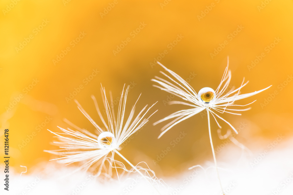 Naklejka premium Dandelion fluff, gerbera, droplets, close-up, macro.
