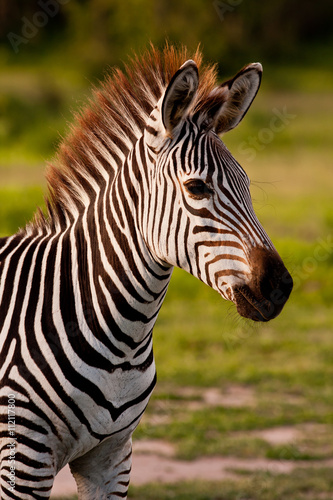 Fototapeta Naklejka Na Ścianę i Meble -  Close up of a zebra