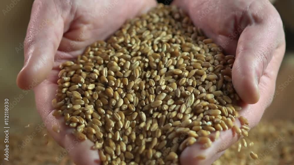 Man holding wheat grain in his hands, farmer enjoying his work, agriculture Man holding wheat grain in his hands, farmer enjoying his work, agriculture