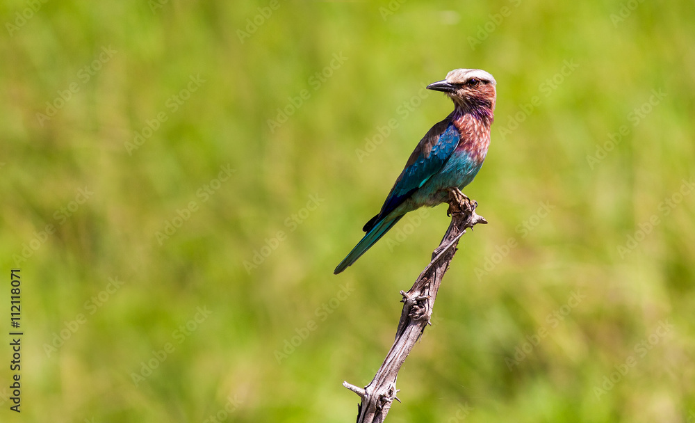 Lilac breasted roller perched on a branch