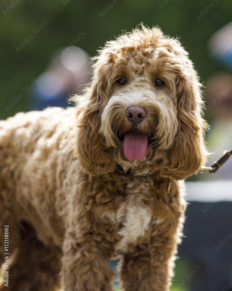 Fototapeta premium A Cockapoo Dog with tongue hanging out