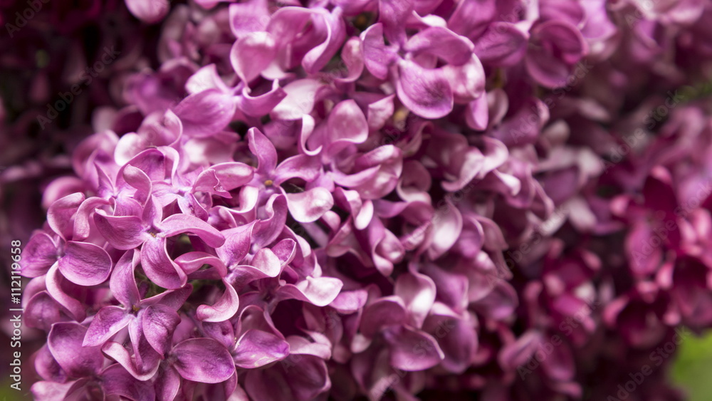 Blossoming Syringa vulgaris