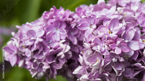 Blossoming Syringa vulgaris