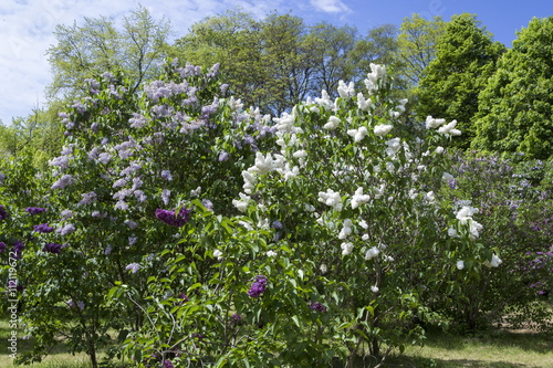 Blossoming Syringa vulgaris