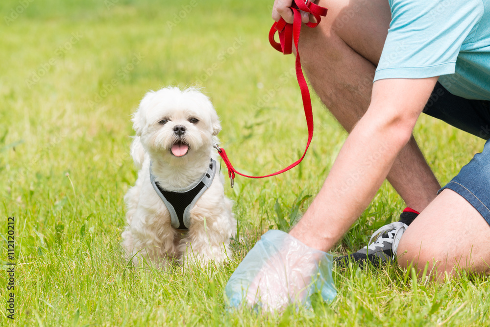 Picking up dog poop Picking up dog poop