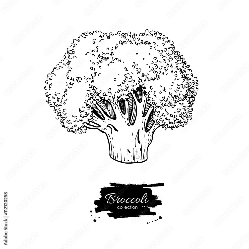 Broccoli hand drawn vector illustration. Vegetable engraved style Broccoli hand drawn vector illustration. Vegetable engraved style