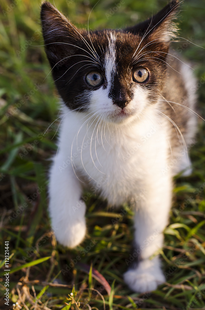 little kitten in the grass little kitten in the grass