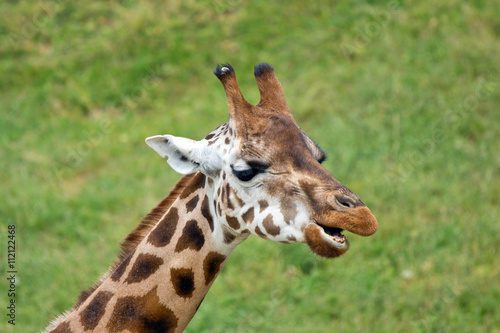 giraffe african mammal