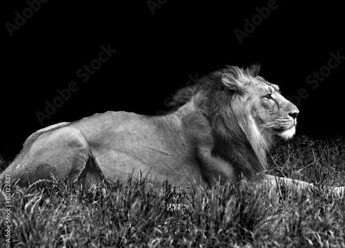 male lion in the grass