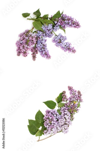 Purple lilac branch, isolated on white background