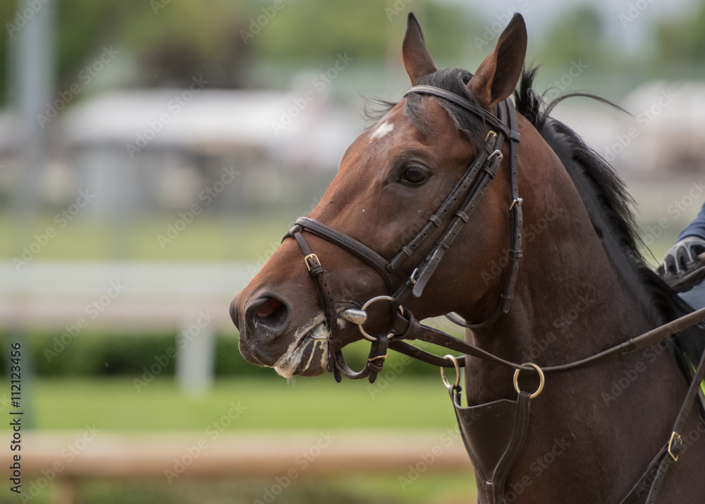 Brown Horse Looking Left Brown Horse Looking Left