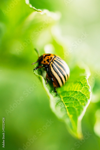 Colorado Striped Beetles - Leptinotarsa Decemlineata.