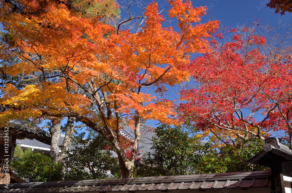 Colors of autumn leaves at  Arashiyama Kyoto Japan.　紅葉　嵐山　清涼寺