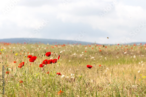 poppies in the field cloudy day colorful natural spring background