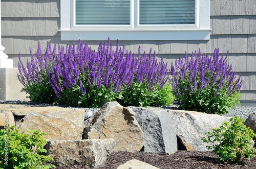 Fényképezés Salvia Flowers and Rock Retaining Wall