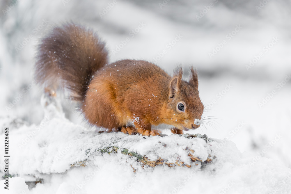 Red squirrel, County of Northumberland, England Red squirrel, County of Northumberland, England
