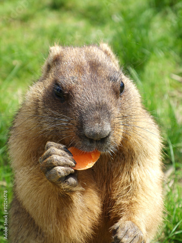 Marmot eating a carrot