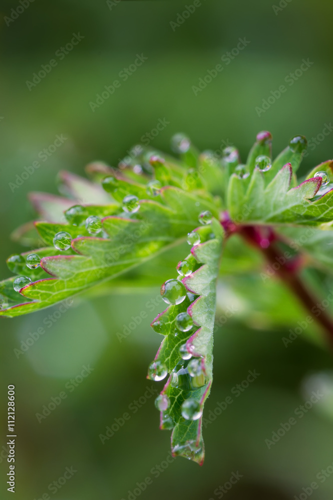 Beautiful macro of dew drops on green leaves Beautiful macro of dew drops on green leaves