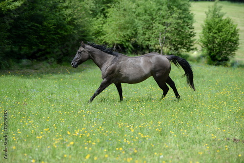 anni is showing her muscles  gray quarter horese mare in gallop