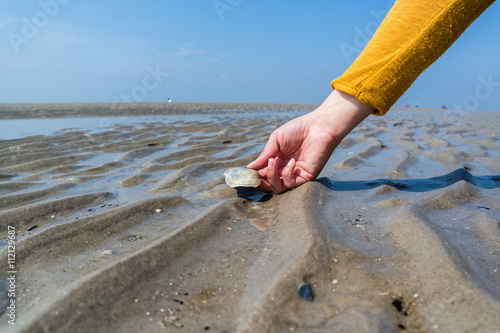 Muschel an der Nordsee photo