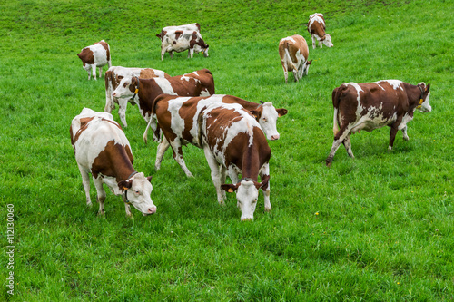 Vaches dans pâturage © Pictures news
