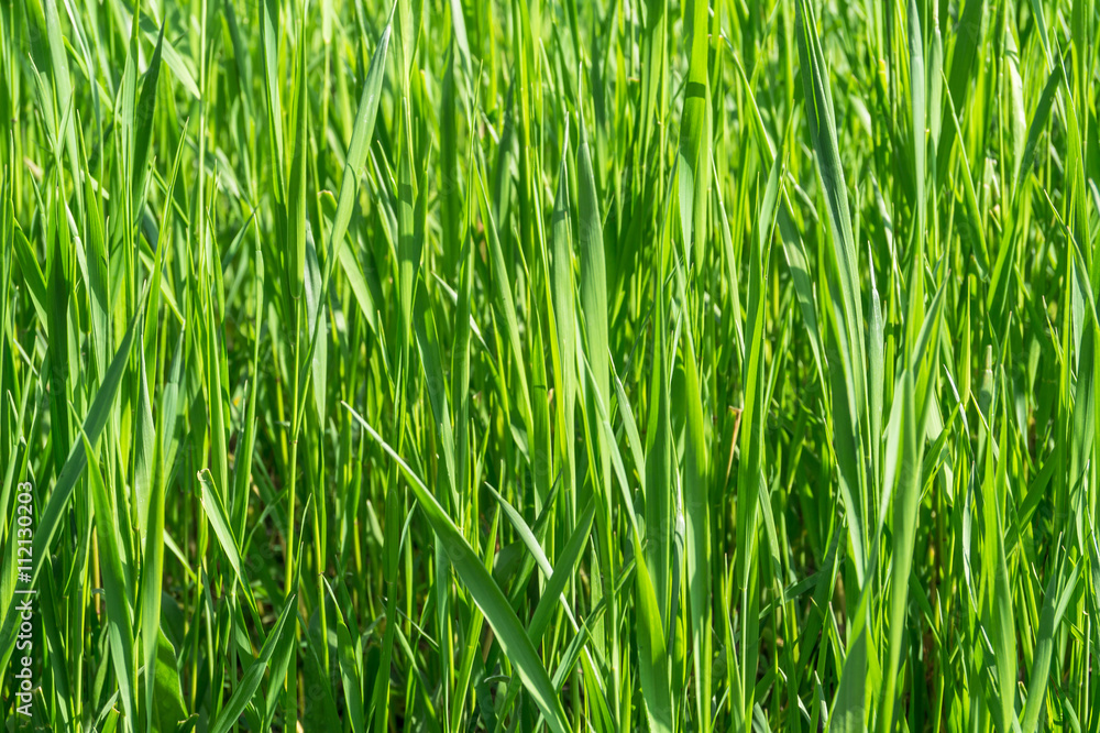 Green grass close up Green grass close up