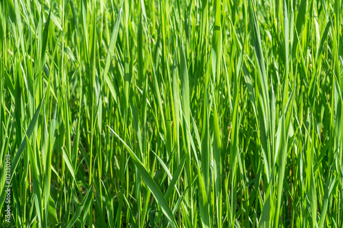 Green grass close up