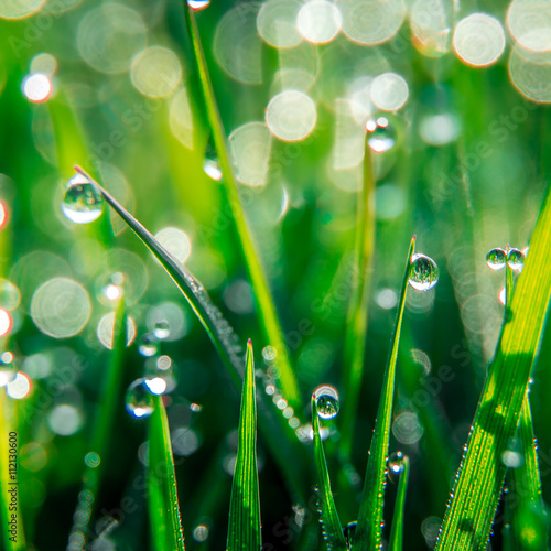 background of dew drops on bright green grass with sun beam. Bright natural bokeh. Soft focus. Abstract creative background . small depth of field. close up.
